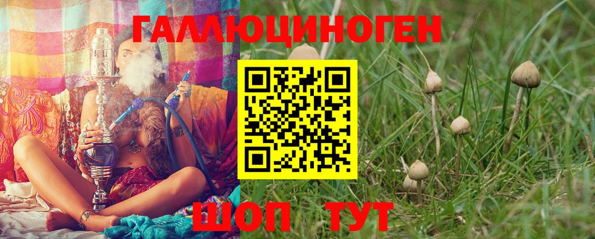 Галлюциногенные грибы Psilocybine cubensis Черкесск